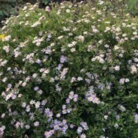 Aster ageratoides ‘Asran’