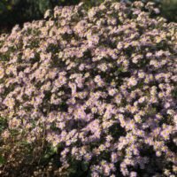 Aster ageratoides ‘Asran’