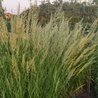 Calamagrostis x acutiflora ‘Waldenbuch’