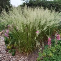 Calamagrostis x acutiflora ‘Waldenbuch’