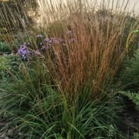 Calamagrostis x acutiflora ‘Waldenbuch’