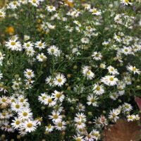 Kalimeris incisa ‘Alba’