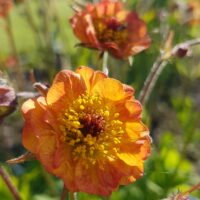 Geum ‘Alabama Slammer’