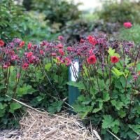 Geum ‘Flames of Passion’