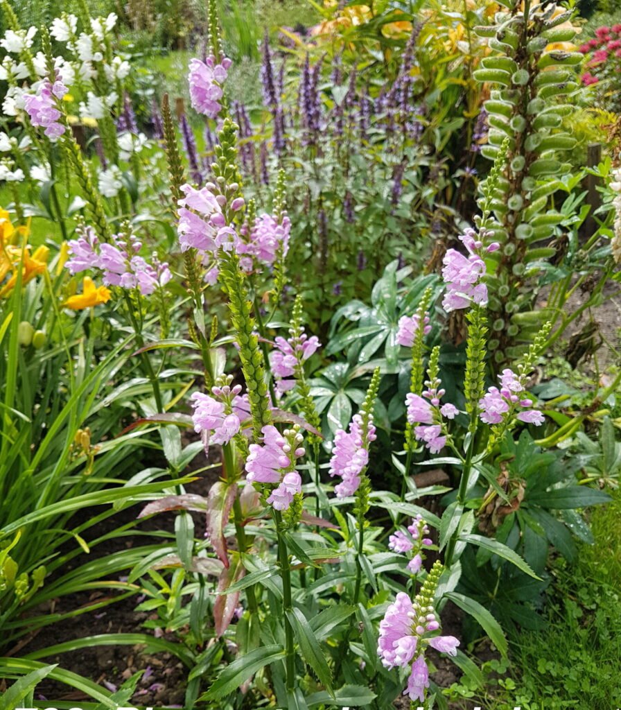 Physostegia virginiana ‘Rosea’ - Gėlių Dvarelis