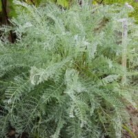 Tanacetum uralensis