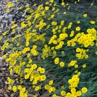 Tanacetum uralensis