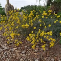 Tanacetum uralensis