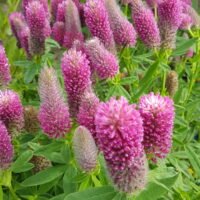 Trifolium rubens