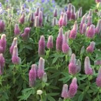 Trifolium rubens