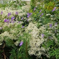 Clematis recta purpurea