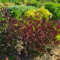 Clematis recta purpurea