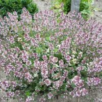 Thymus pulegiodes ‘Foxley’