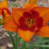 Daylily (=Hemerocallis) ‘Orange Electric’