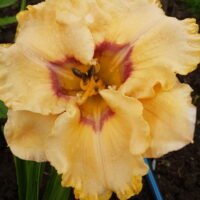 Daylily (=Hemerocallis) ‘Awakening Spirit’