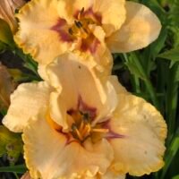Daylily (=Hemerocallis) ‘Awakening Spirit’