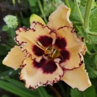 Daylily (=Hemerocallis) ‘Open My Eyes’