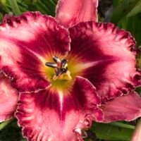 Daylily (=Hemerocallis) ‘Parrot Tattoo’