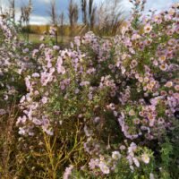 Aster ‘Kylie’