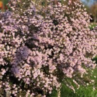Aster ericoides ‘Pink Cloud’