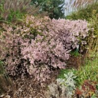Aster ericoides ‘Pink Cloud’