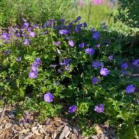 Geranium ‘Rozanne’