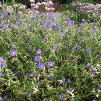 Geranium ‘Brookside’