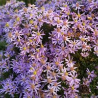 Aster sedifolius ‘Nanus’