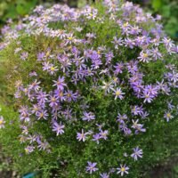 Aster sedifolius ‘Nanus’
