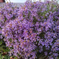 Aster sedifolius ‘Nanus’
