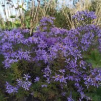 Aster sedifolius ‘Nanus’