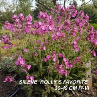 Silene ‘Rolly’s Favorite’