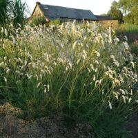 Sanguisorba ‘White Tanna’