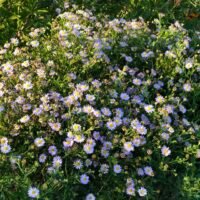 Kalimeris incisa ‘Blue Star’