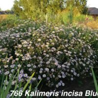 Kalimeris incisa ‘Blue Star’