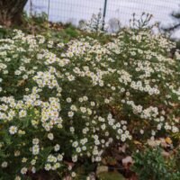 Aster ericoides ‘Golden Spray’