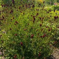 Sanguisorba officinalis ‘Tanna’