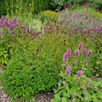 Sanguisorba officinalis ‘Tanna’