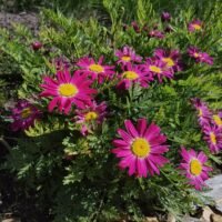 Pyrethrum coccineum ‘Red Dwarf’