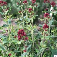 Centranthus ruber