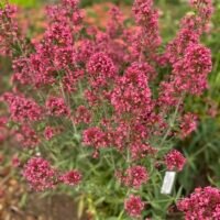 Centranthus ruber