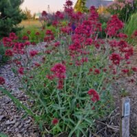 Centranthus ruber