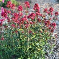 Centranthus ruber