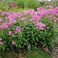 Phlox ‘Junior Bouquet’
