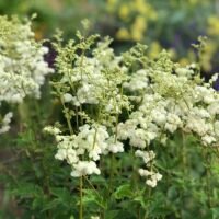 Filipendula ulmaria ‘Plena’