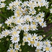Aster ptarmicoides ‘Nana’