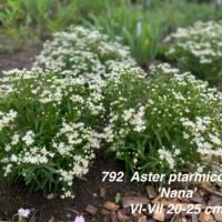 Aster ptarmicoides ‘Nana’