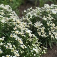 Aster ptarmicoides ‘Nana’