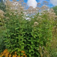 Eupatorium maculatum ‘Album’