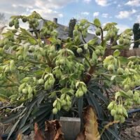 Helleborum foetidus ‘Wester Flisk’